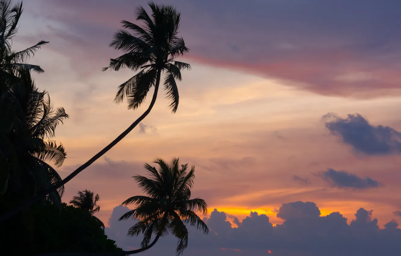 Photo wallpaper sunset, nature, palm trees, the ocean, the Maldives