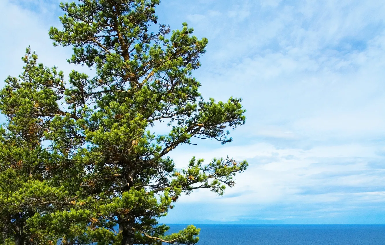 Photo wallpaper sea, the sky, trees, shore, horizon
