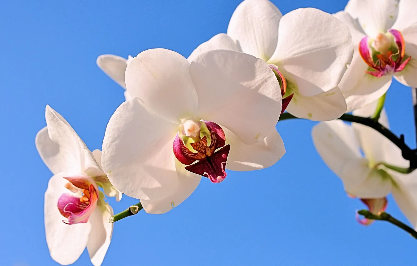 Photo wallpaper branch, orchids, exotic