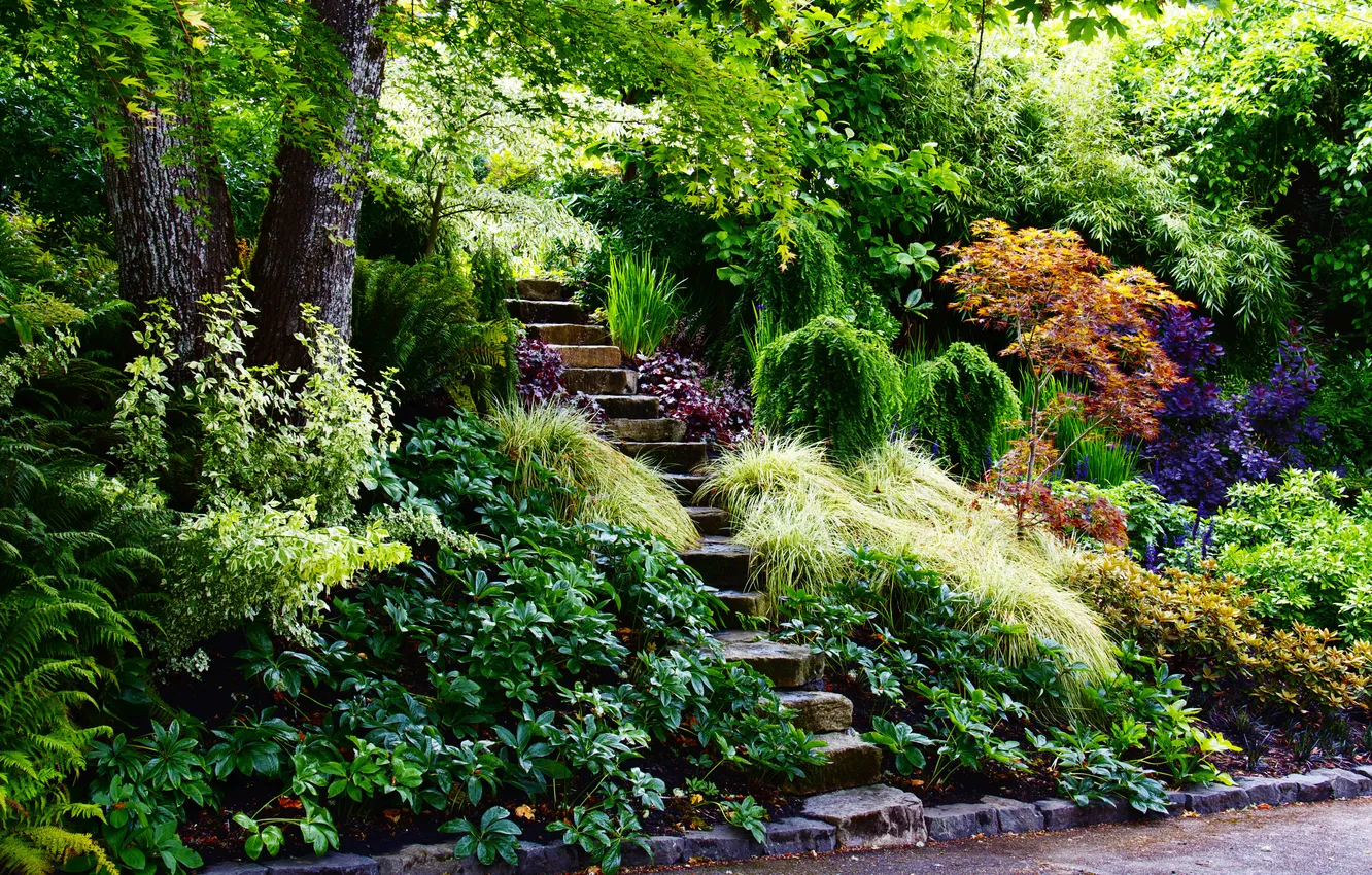 Photo wallpaper trees, Park, track, steps, the bushes