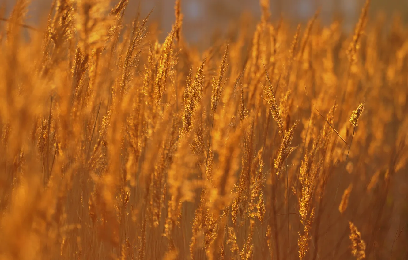 Photo wallpaper field, autumn, grass
