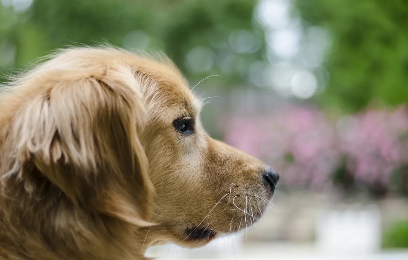 Photo wallpaper look, each, dog