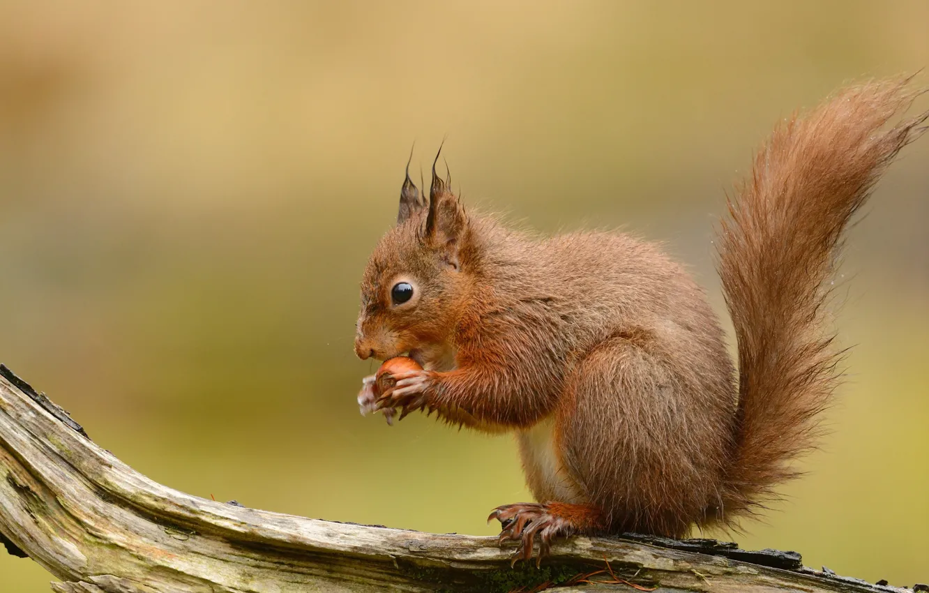 Photo wallpaper drops, nature, background, protein, profile, log, nuts, sitting