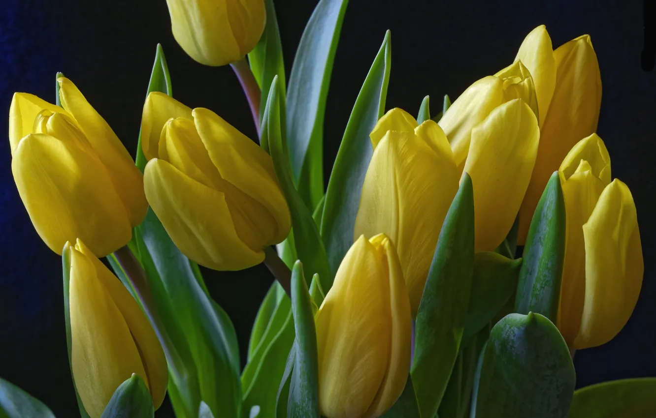 Photo wallpaper yellow, tulips, buds