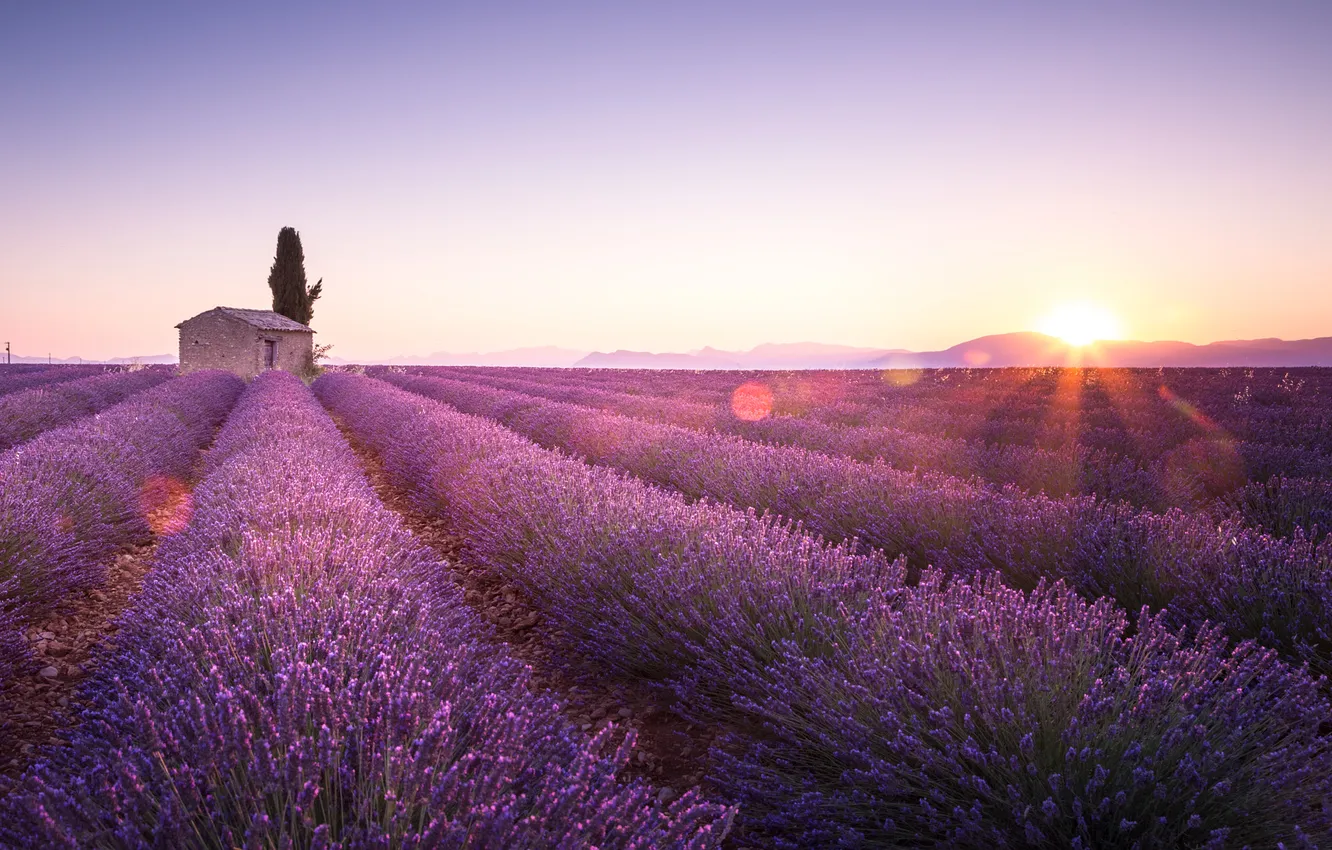 Photo wallpaper flowers, house, lavender, plantation, lavender field
