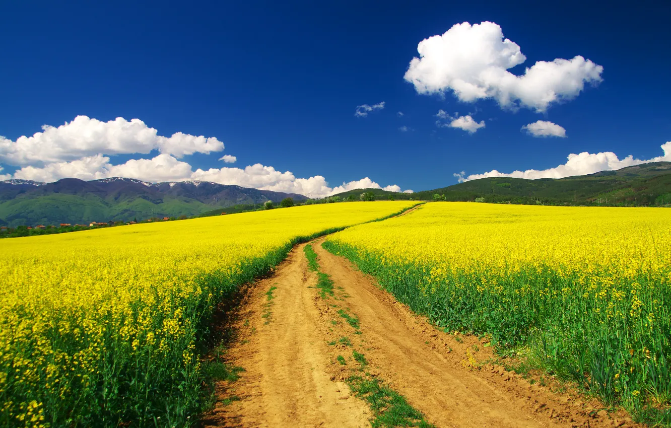 Photo wallpaper road, summer, the sky, clouds, trees, flowers, yellow, blue