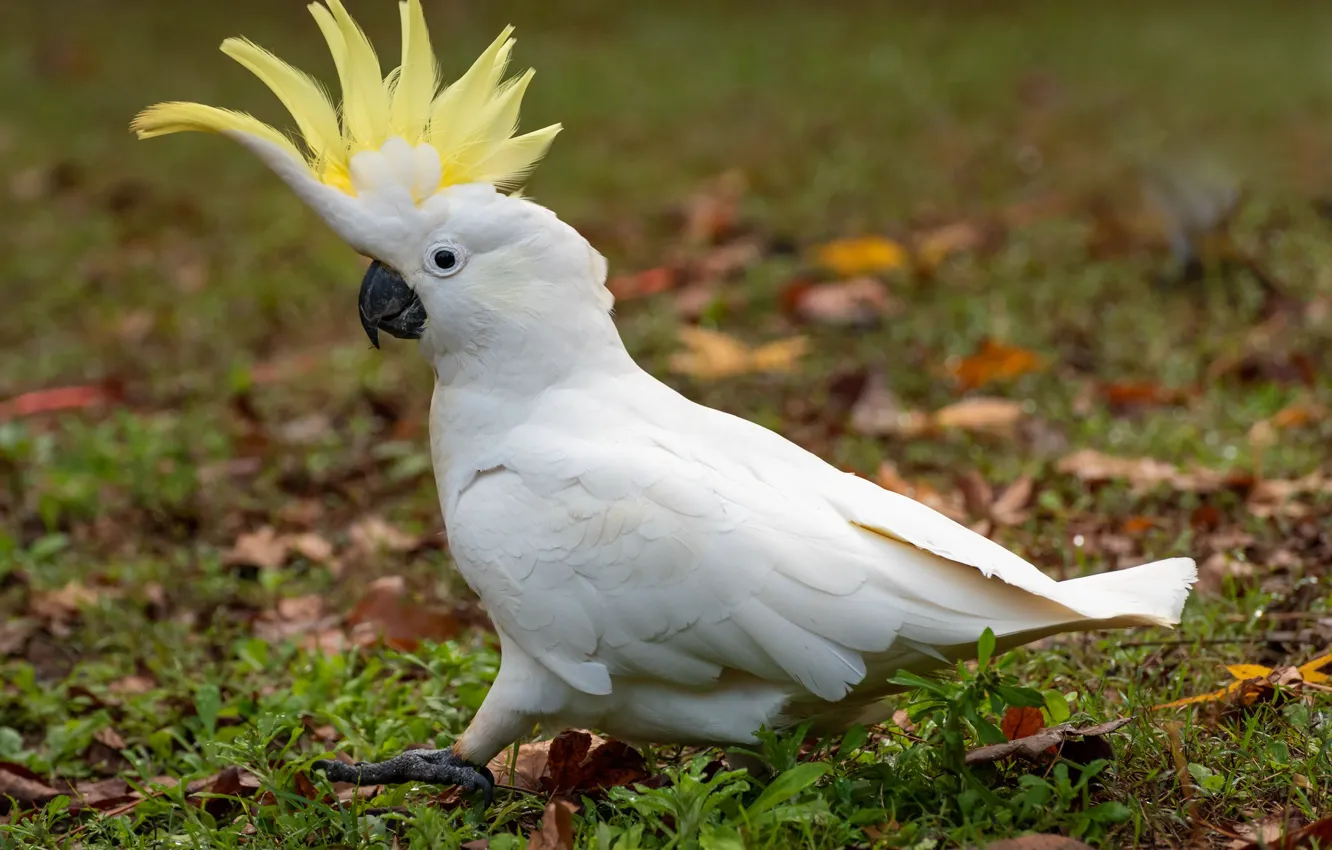 Photo wallpaper parrot, crest, steps, Fleur Walton, white parrot