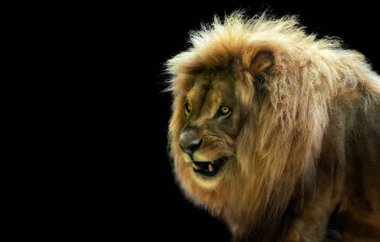 Photo wallpaper face, Leo, black background