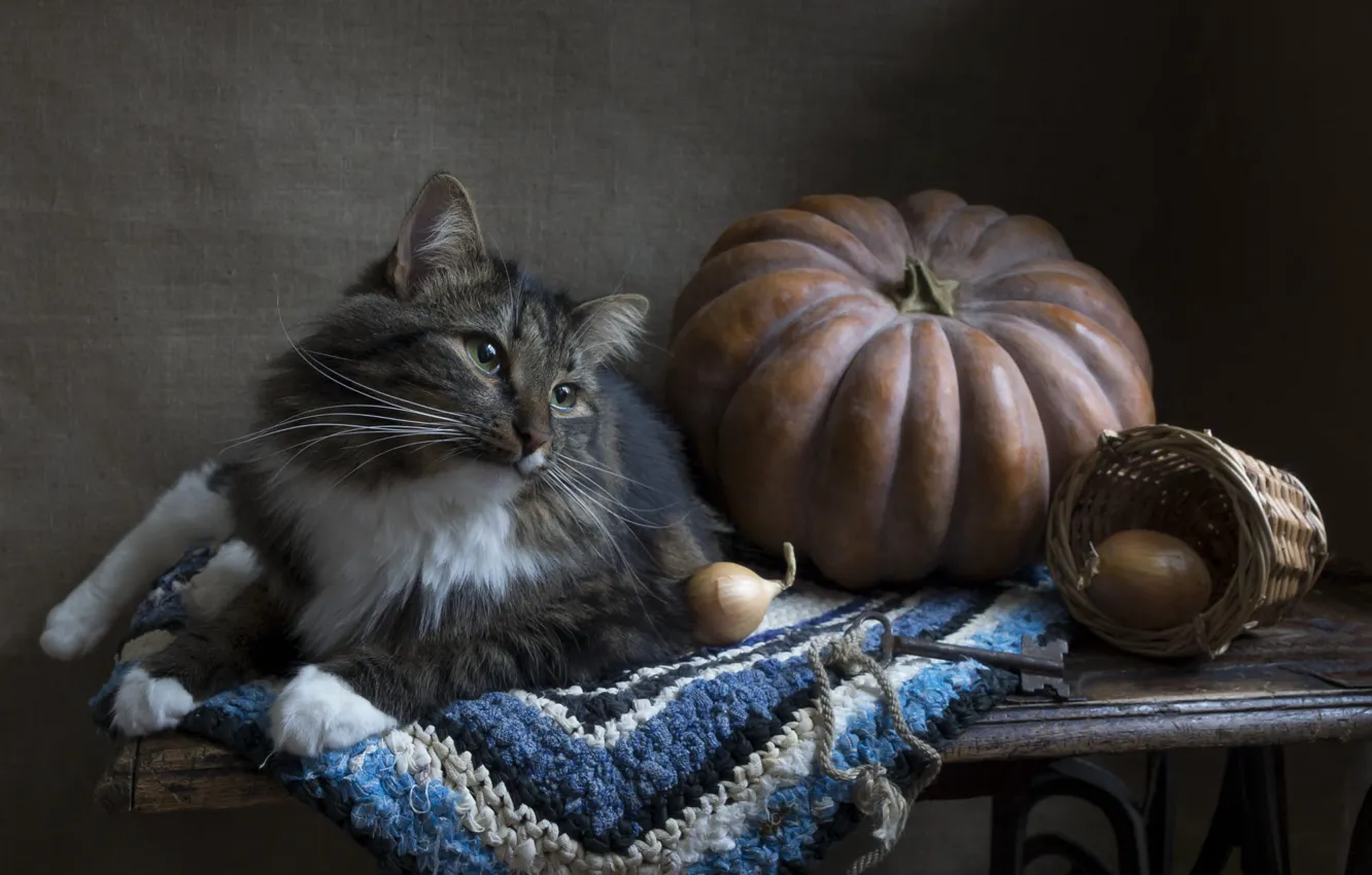 Photo wallpaper cat, cat, look, table, grey, bow, lies, pumpkin