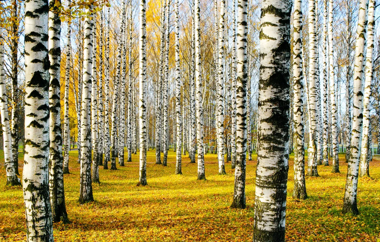 Photo wallpaper autumn, forest, trees, foliage, birch, birch grove