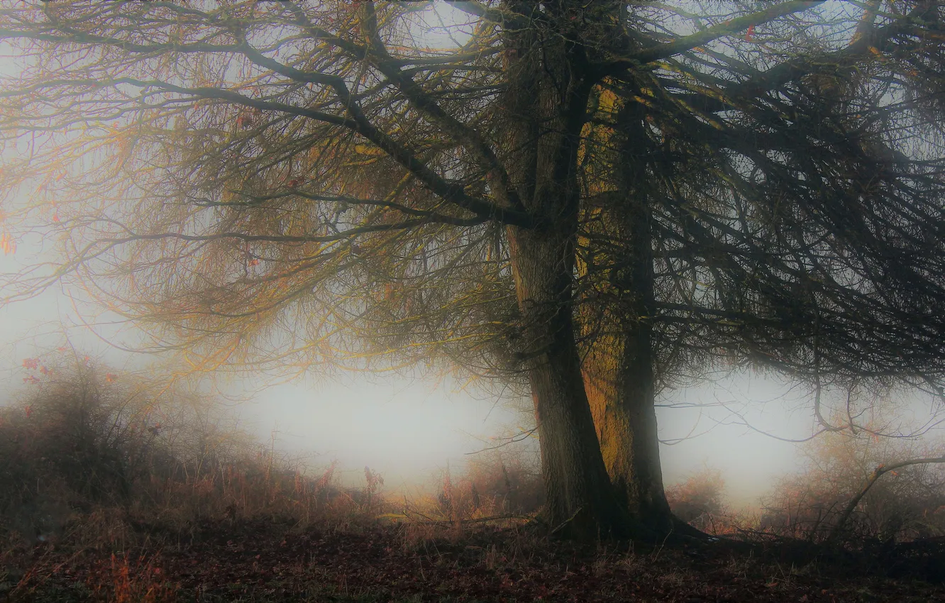Photo wallpaper autumn, trees, branches, nature, fog, glade, haze, early in the morning