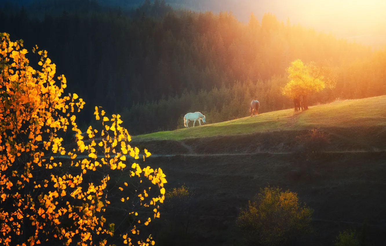 Photo wallpaper field, autumn, forest, the sun, light, yellow, fog, horse
