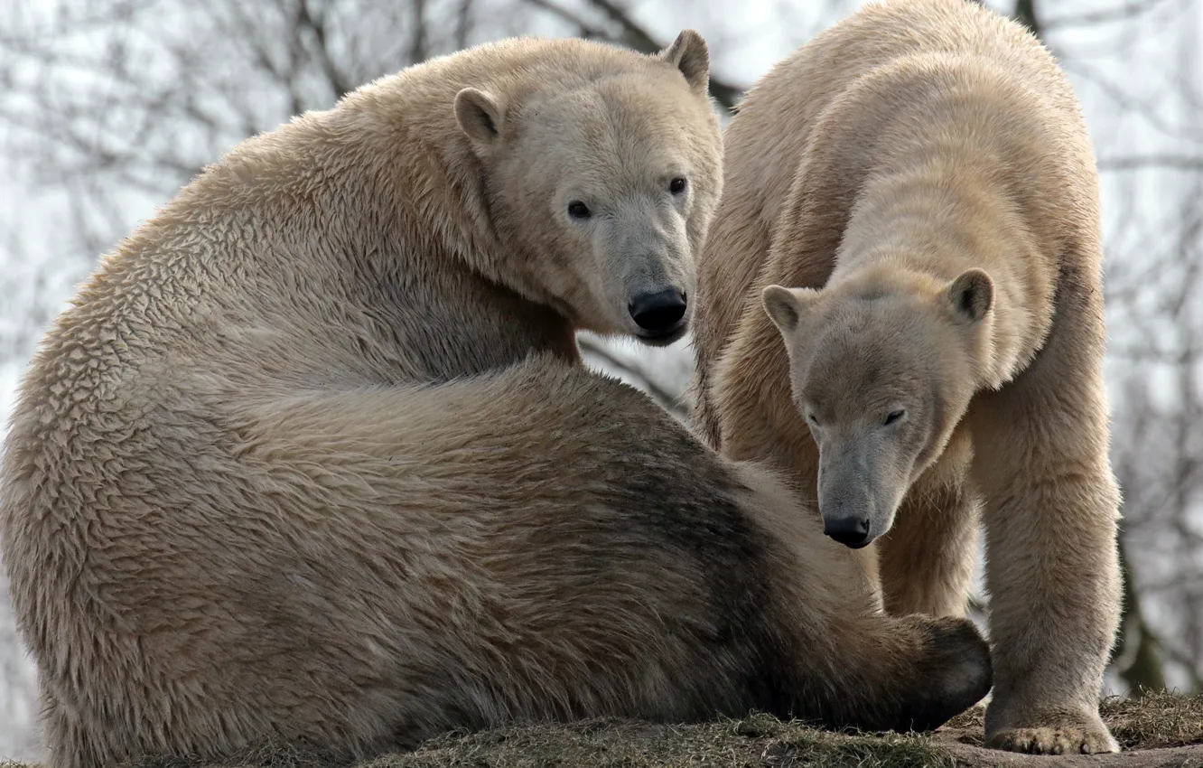 Photo wallpaper family, bears, pair, polar