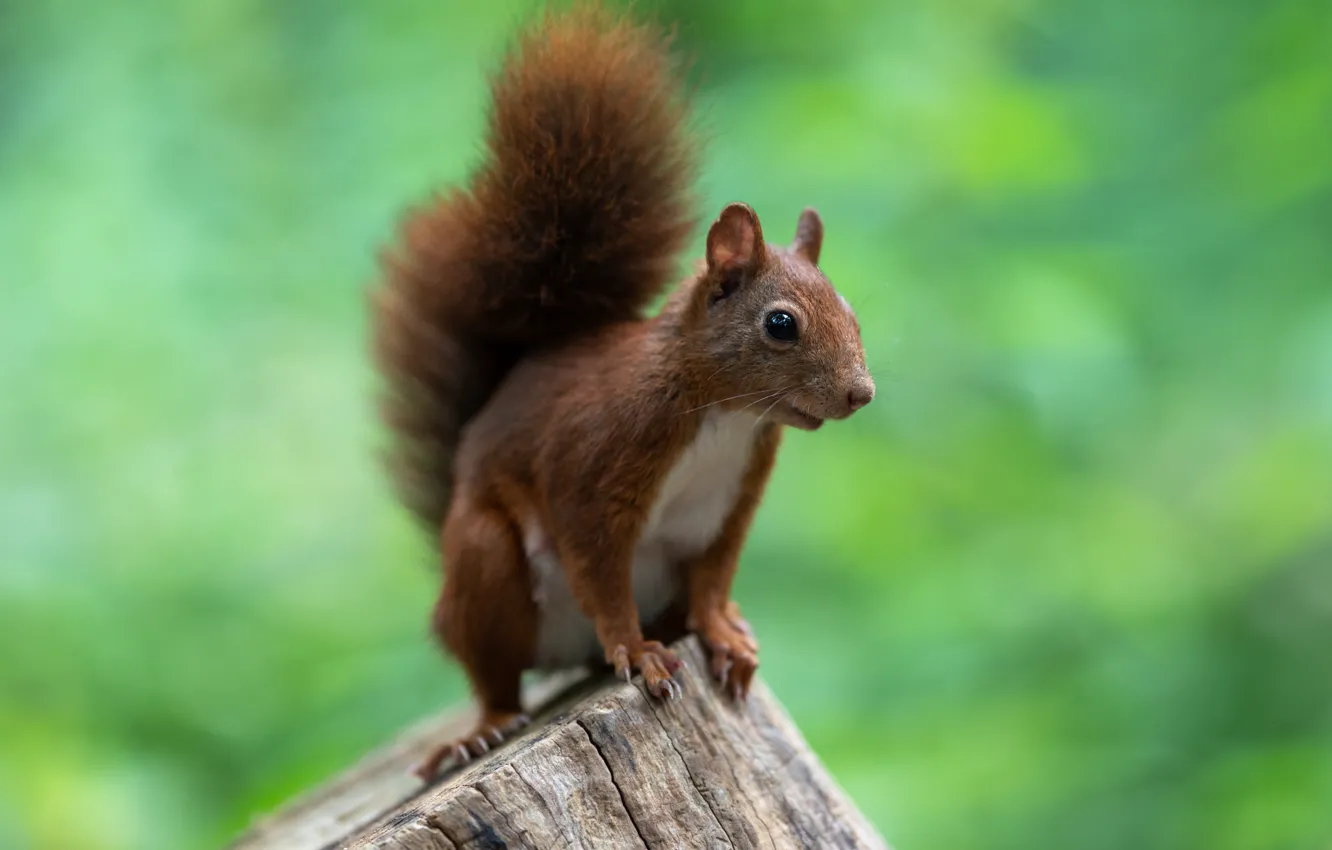 Photo wallpaper pose, nature, stump, rodent, protein, green background