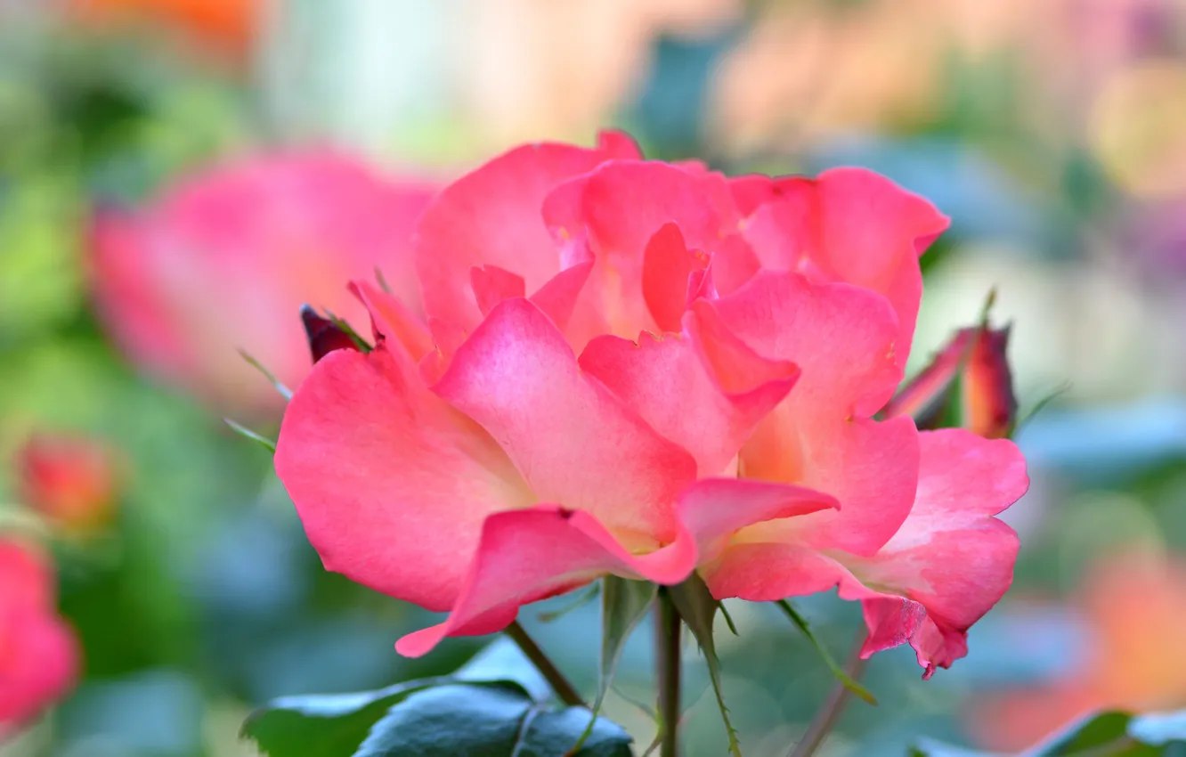 Photo wallpaper macro, roses, petals, the bushes