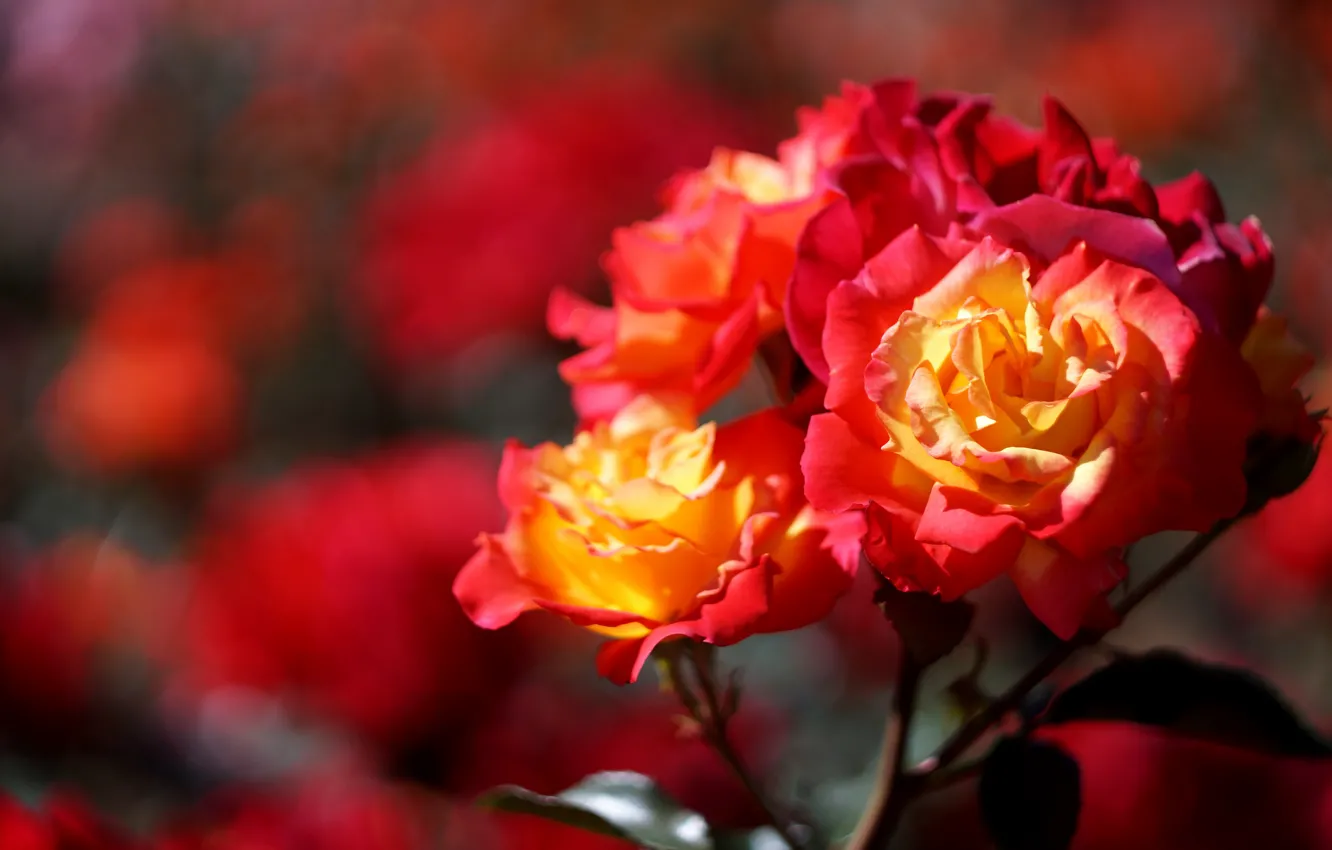 Photo wallpaper light, flowers, orange, branches, red, background, bright, roses