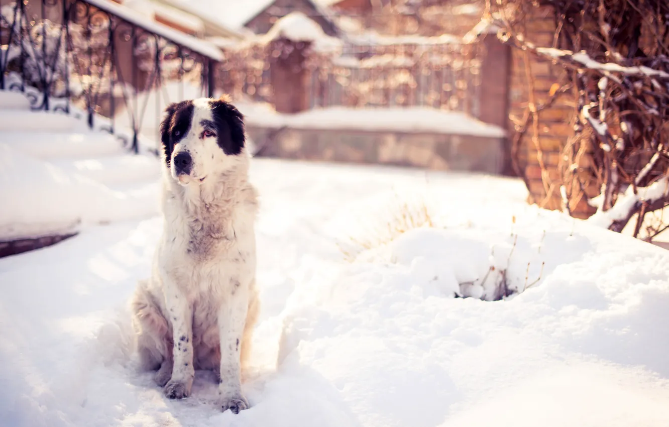 Photo wallpaper winter, snow, nature, dog, yard