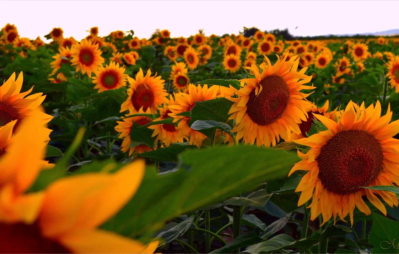 Photo wallpaper Field, Sunflowers, Field, Sunflowers