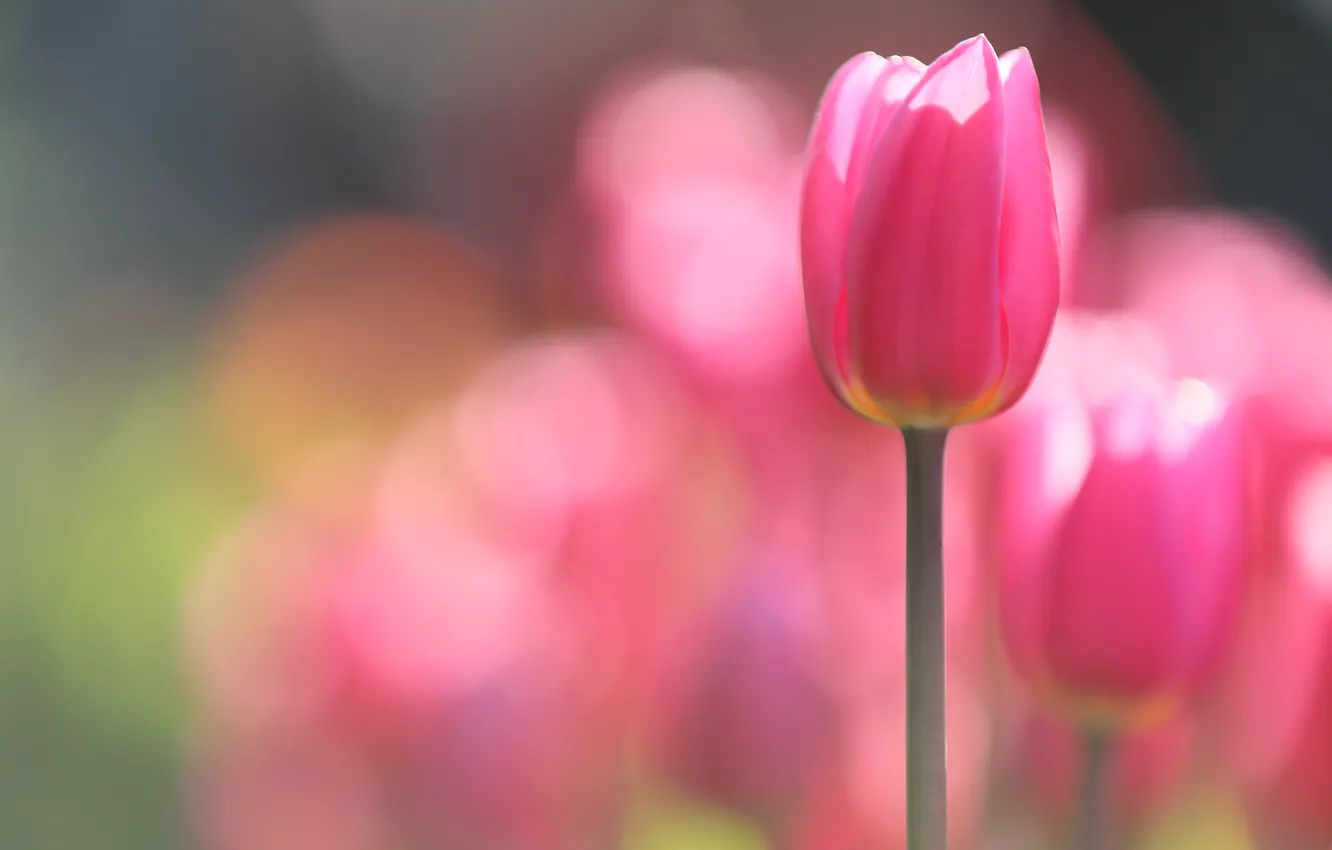 Photo wallpaper macro, flowers, blur, tulips, pink, bokeh