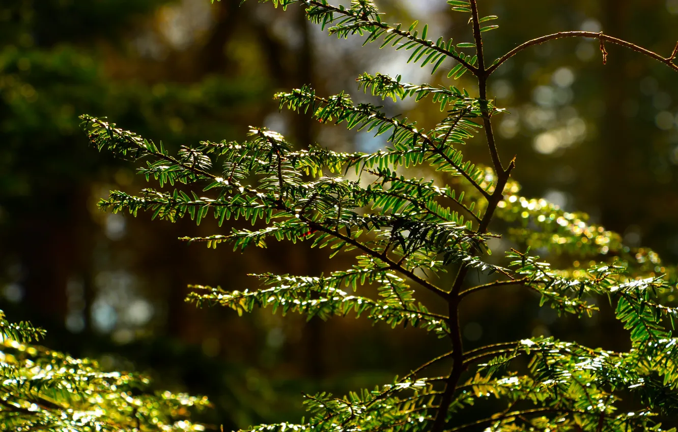 Photo wallpaper green, forest, tree, leaf