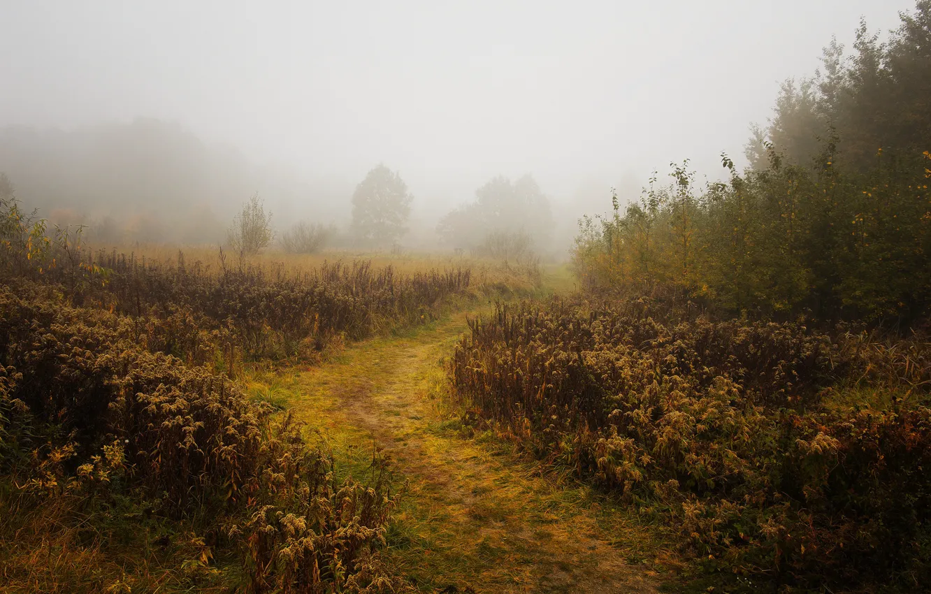 Photo wallpaper autumn, fog, morning