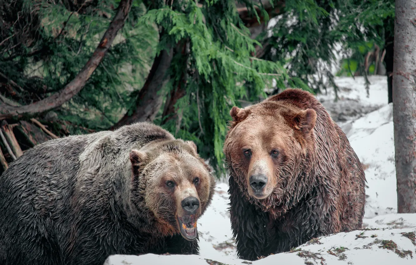 Photo wallpaper animal, predator, bear