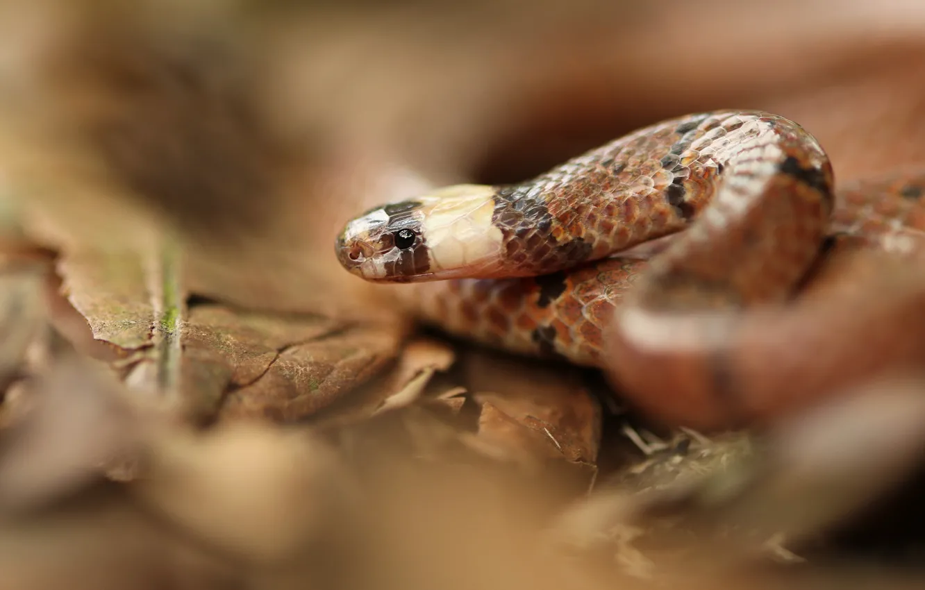 Photo wallpaper look, leaves, snake, blur, bokeh, reptile