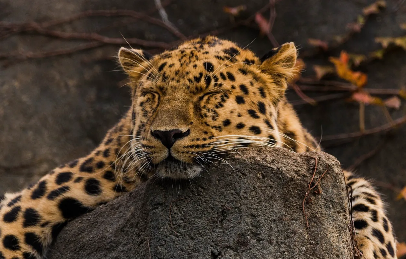 Photo wallpaper face, stay, sleep, predator, lies, wild cat, the Amur leopard