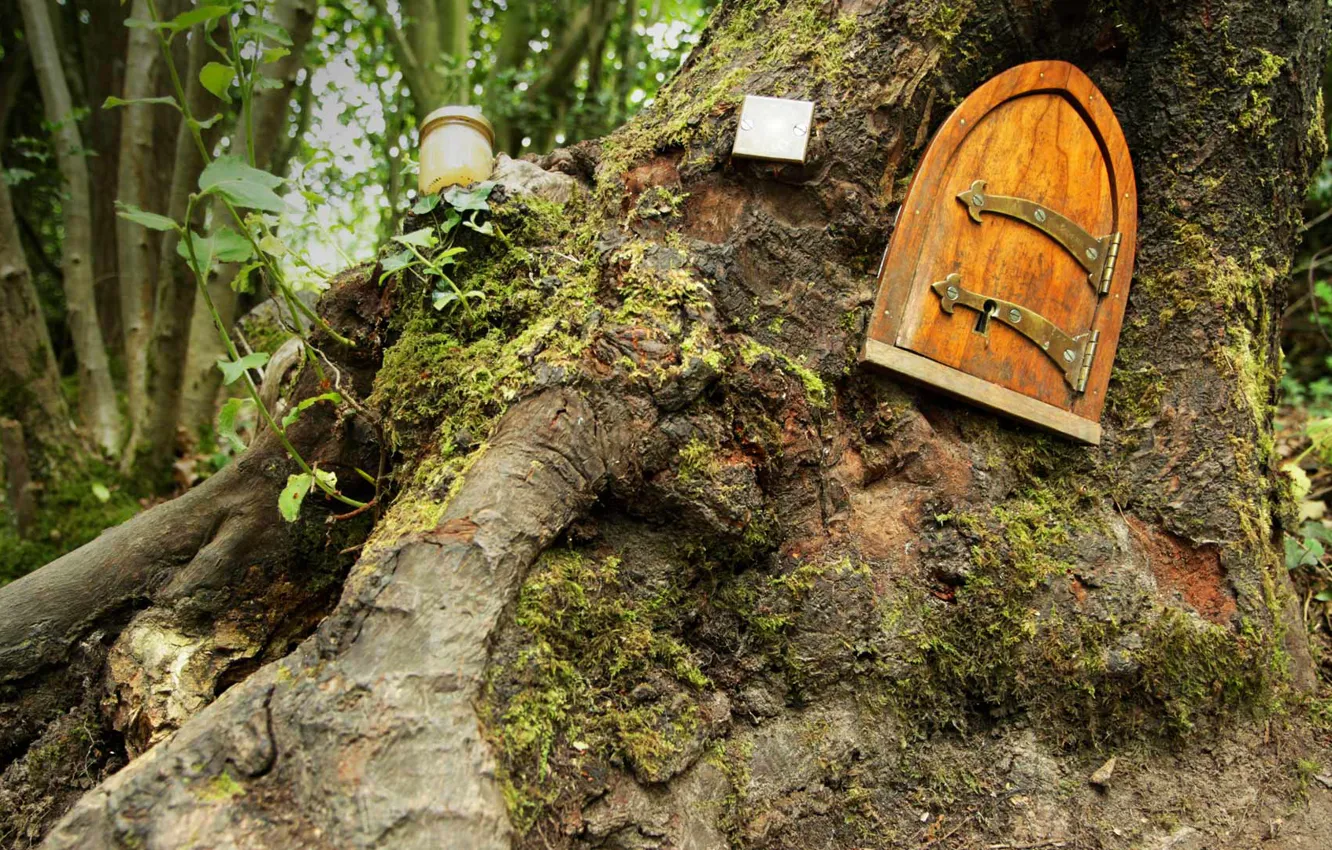 Photo wallpaper forest, England, tale, the door, Winnie The Pooh, house, East Sussex, Ashdown Forest