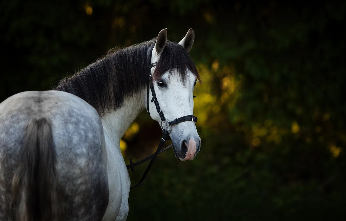 Photo wallpaper summer, nature, horse
