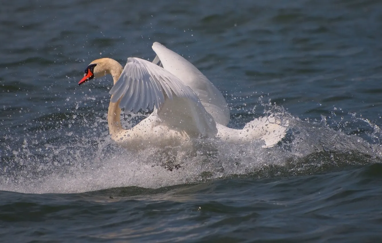 Photo wallpaper white, squirt, movement, wings, grace, Swan