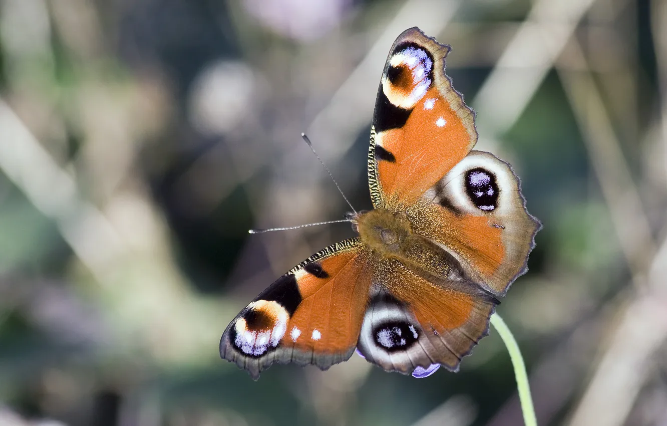 Photo wallpaper butterfly, wings, insect, peacock