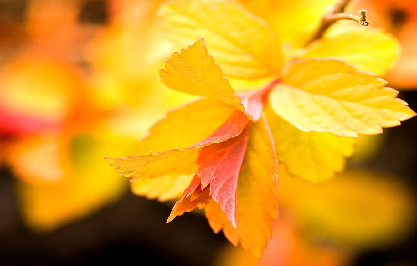 Photo wallpaper leaves, macro, background, branch, bright yellow