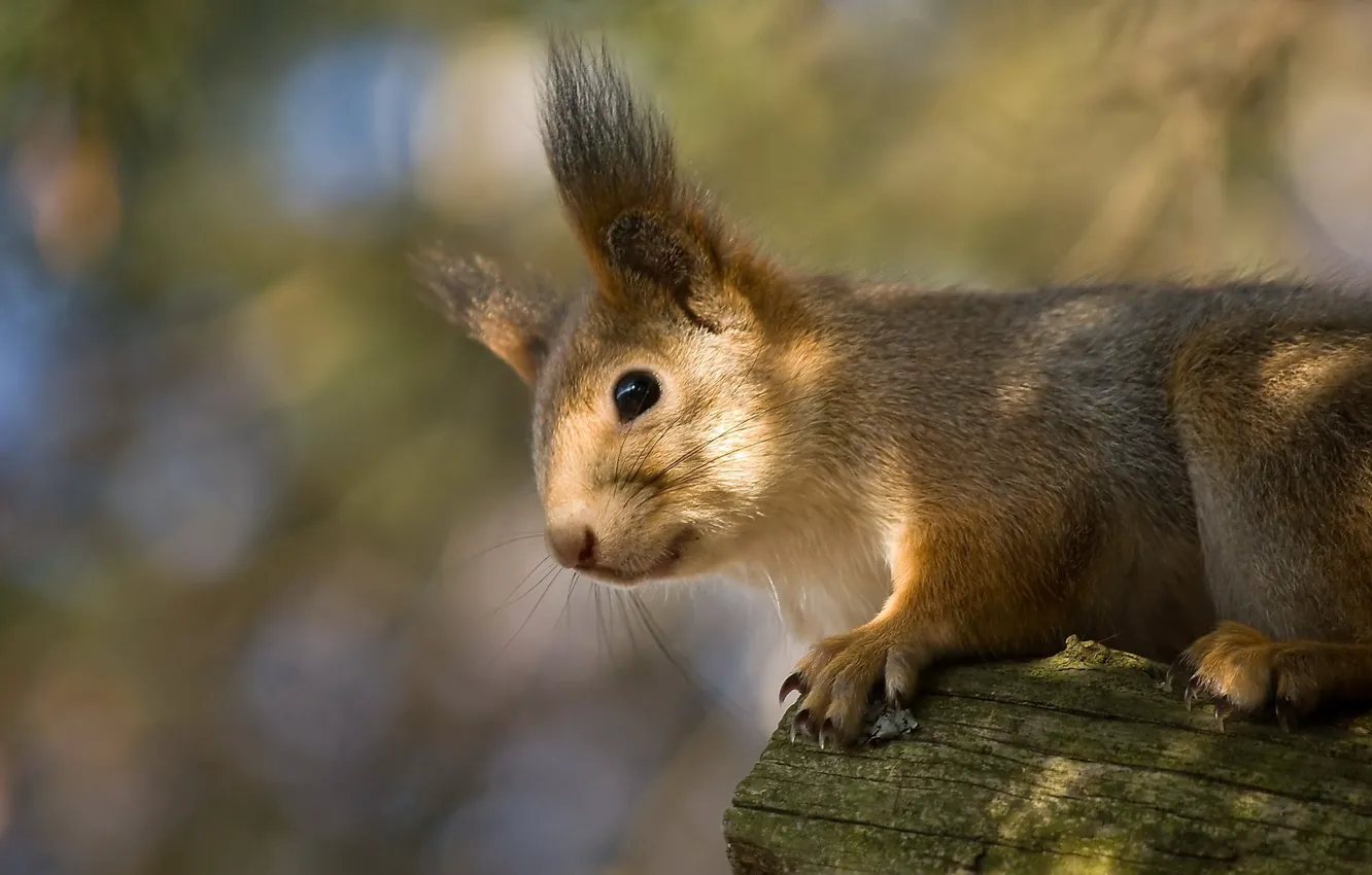 Photo wallpaper protein, muzzle, ears