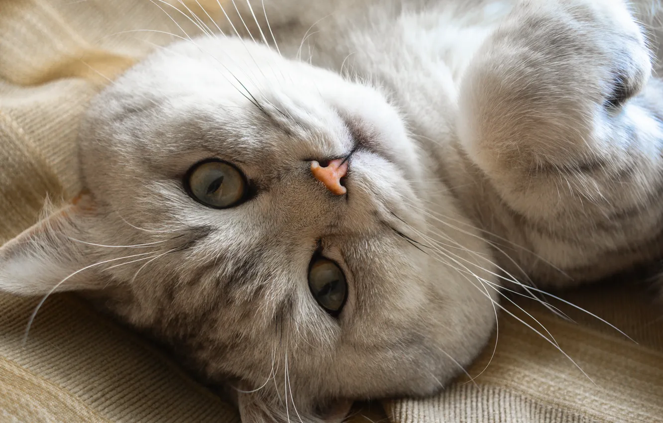 Photo wallpaper cat, look, muzzle, British Shorthair