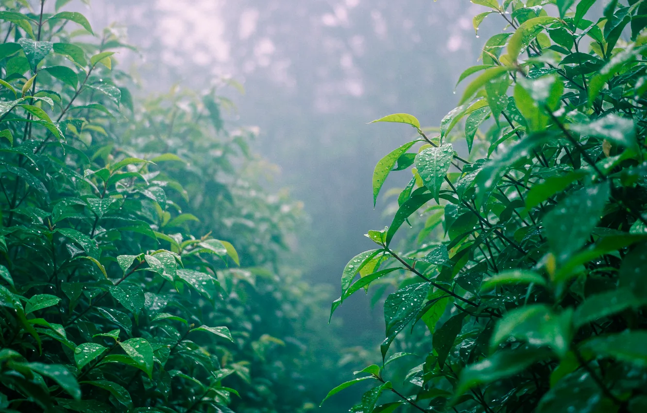 Photo wallpaper forest, leaves, trees, rain, Wallpaper, trail, wallpaper, forest