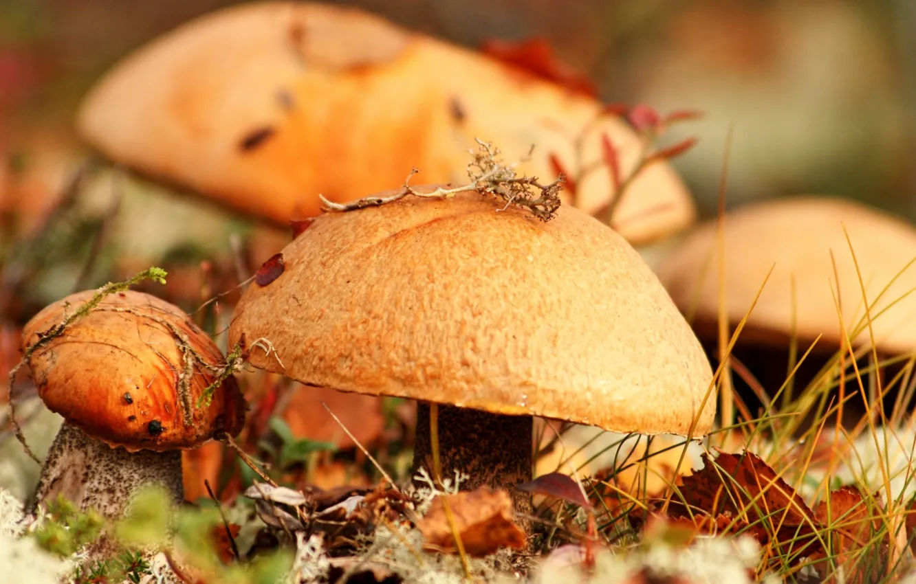 Photo wallpaper autumn, grass, leaves, macro, mushrooms, food