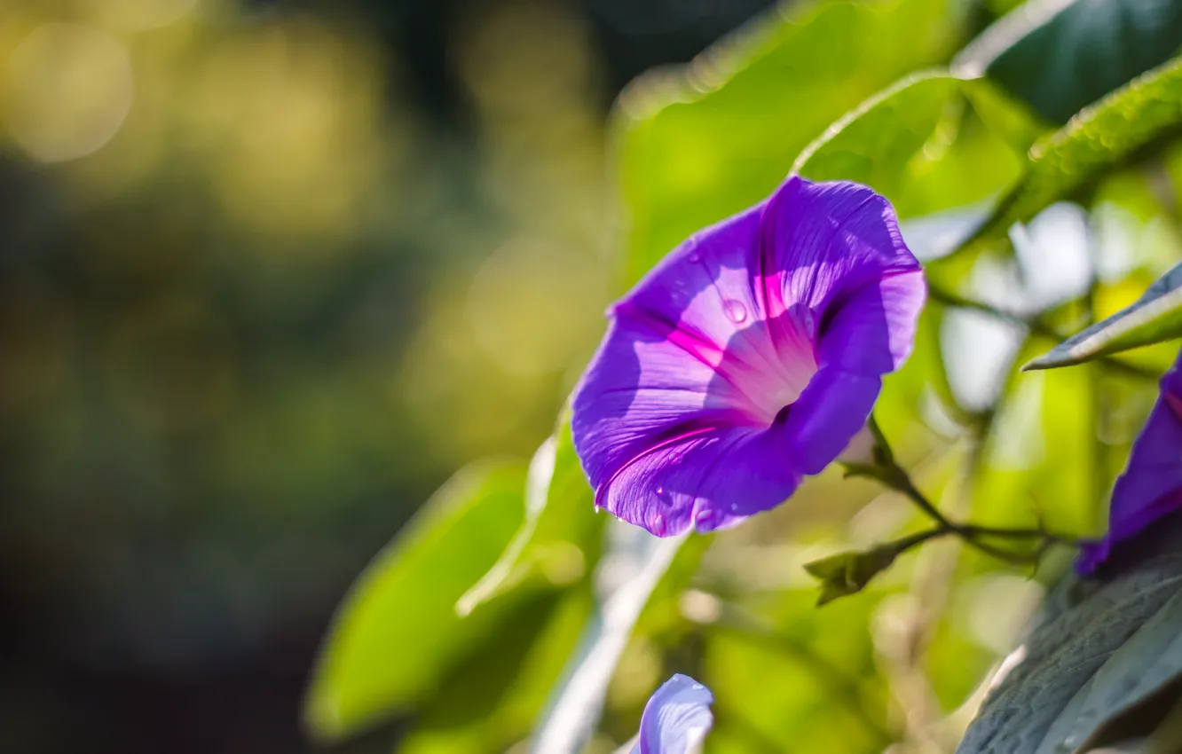 Photo wallpaper purple, macro, flowers, petals, lilac, morning glory