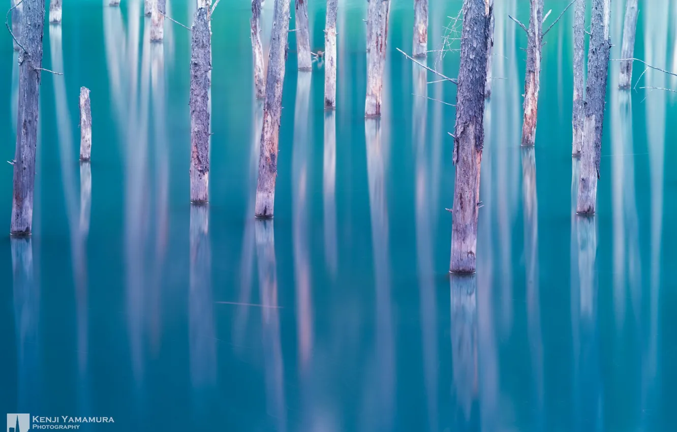 Photo wallpaper trees, lake, Japan, photographer, Kenji Yamamura
