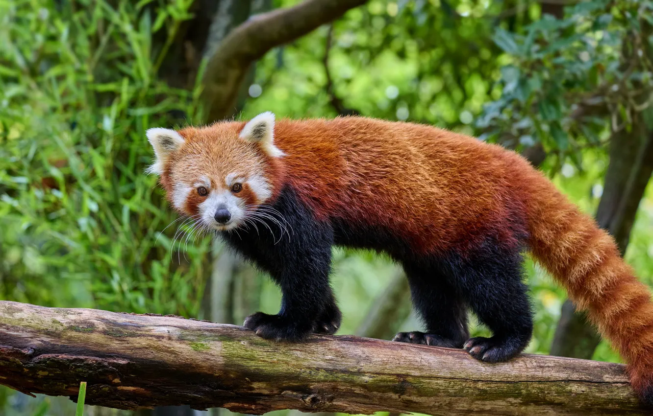 Photo wallpaper forest, look, trees, foliage, red Panda, log, bokeh, red Panda
