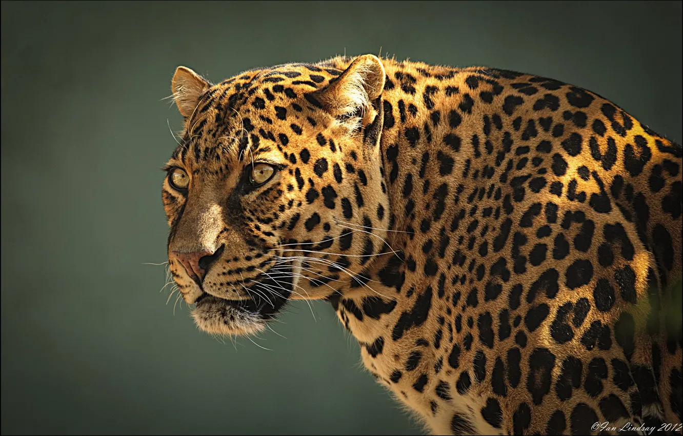 Photo wallpaper face, predator, leopard, profile, leopard