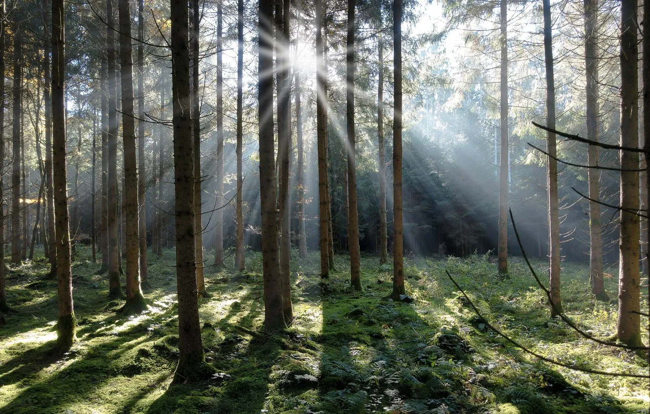 Photo wallpaper forest, the sun, rays, trees, moss, fern, the undergrowth