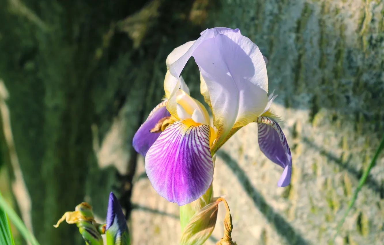 Photo wallpaper flower, spring, lily