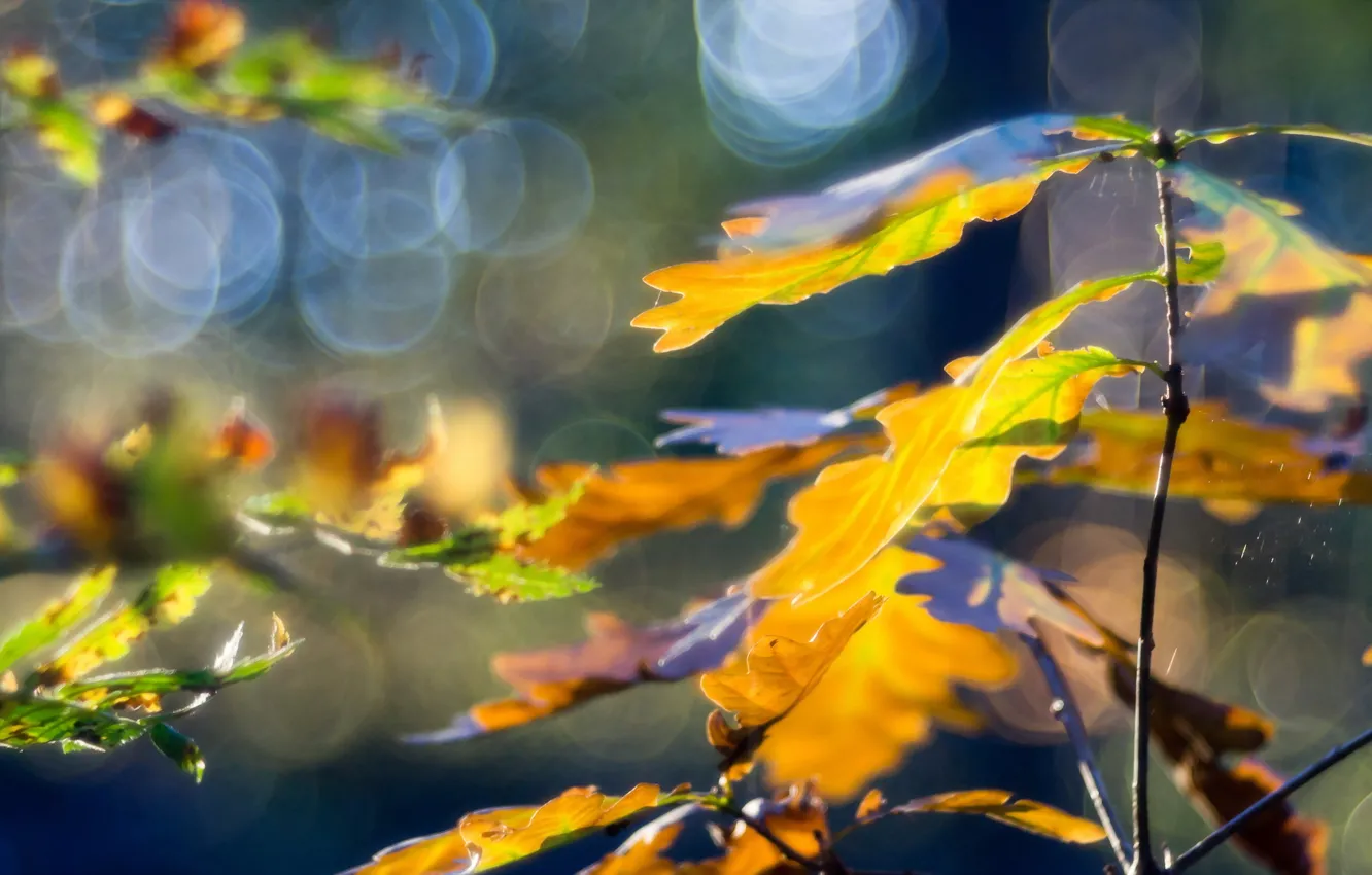 Photo wallpaper autumn, leaves, macro