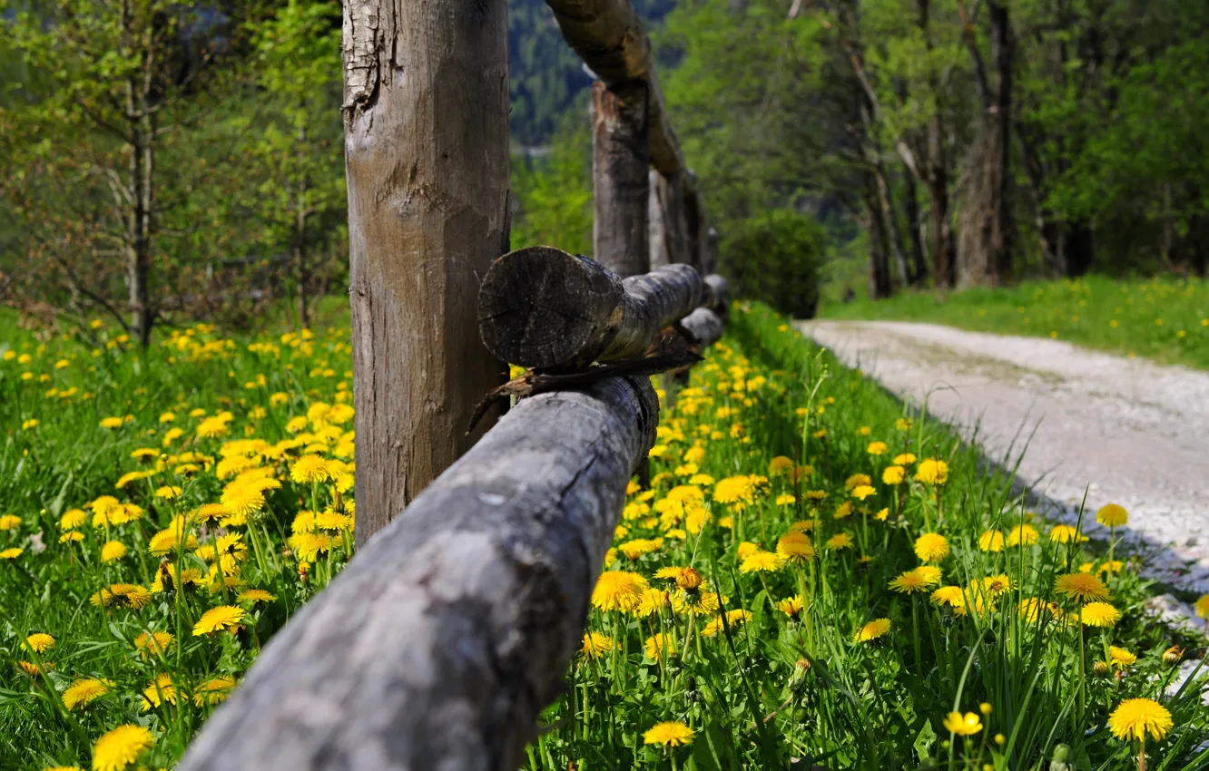Photo wallpaper road, forest, grass, trees, flowers, nature, Park, spring