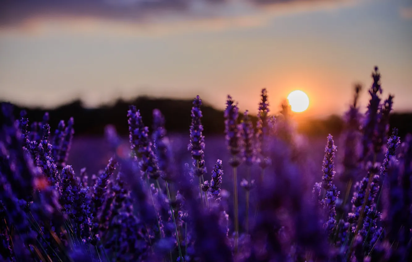 Photo wallpaper sunset, lavender, Ola
