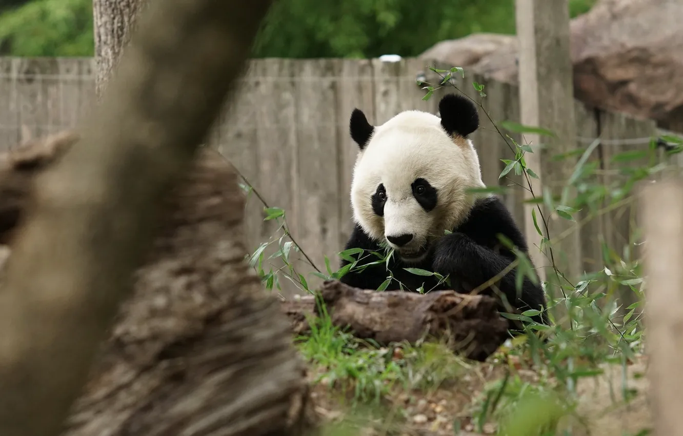 Photo wallpaper face, leaves, nature, pose, the fence, bear, Panda, log