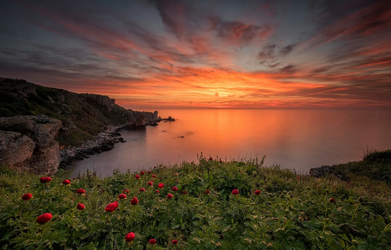 Photo wallpaper sea, the sky, clouds, landscape, sunset, flowers, nature