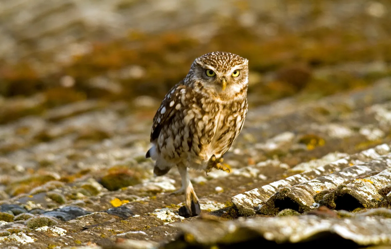 Photo wallpaper roof, owl, bird