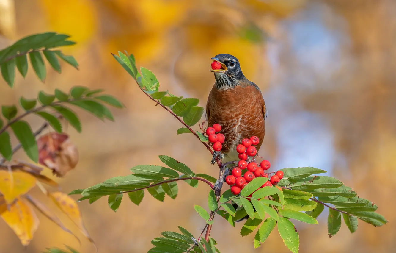 Photo wallpaper autumn, leaves, branches, red, berries, background, bird, fruit